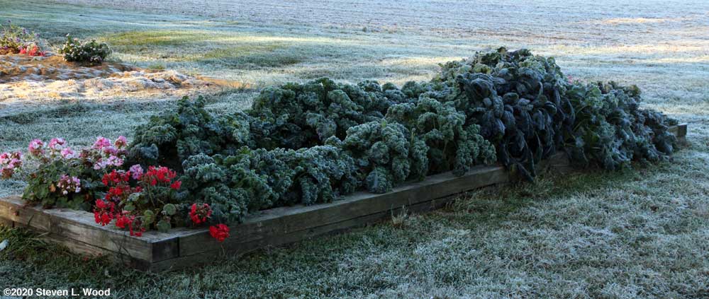 Kale with frost on it