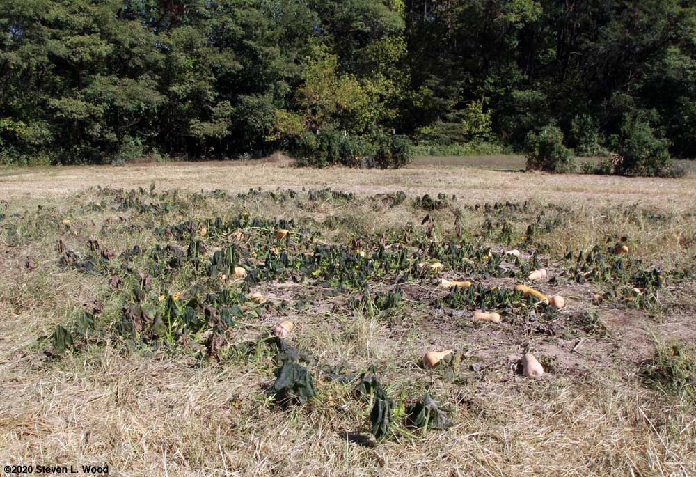 Dead butternut squash vines with okay tomato plants in the background