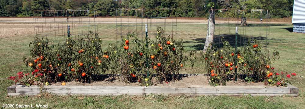 Dead Earlirouge tomato plants