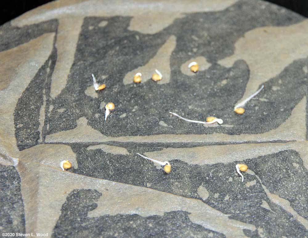 Quinte tomato seed germination test
