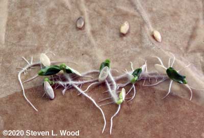 Tangled mess of roots and shoots
