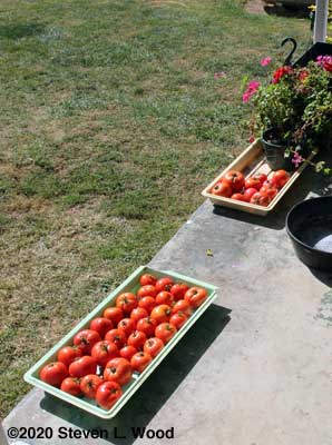 Today's tomatoes