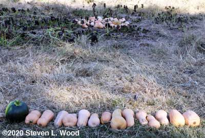 Butternut squash cut today