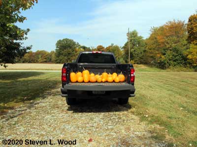 Small truckload of pumpkins