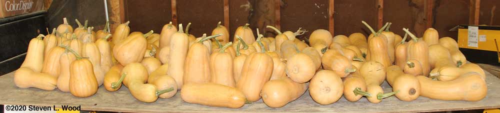 Drying/curing table loaded with butternut squash