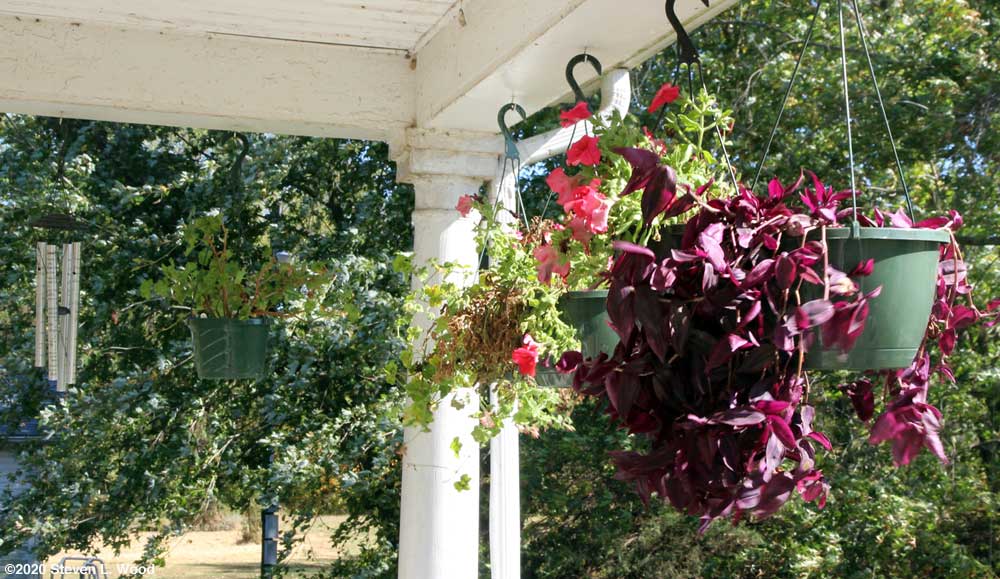 Porch plants 1