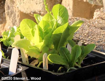 Too late lettuce