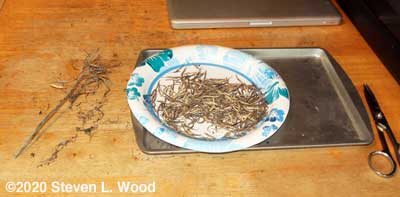 Trimmed seed pods