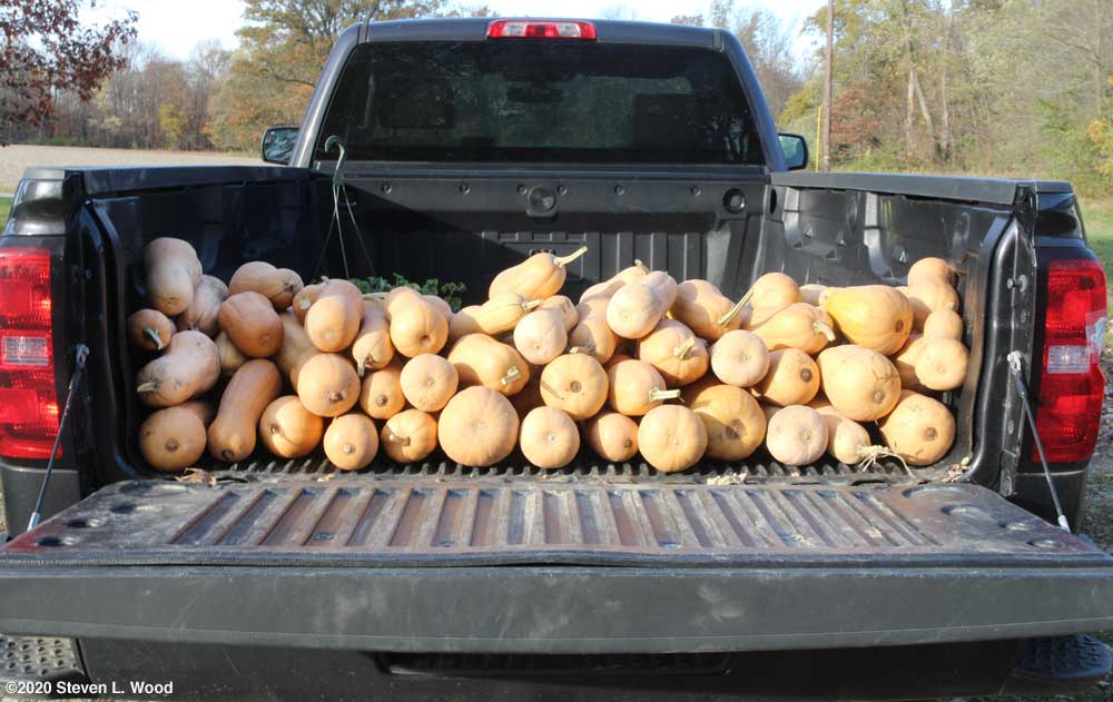 Butternuts for the food bank