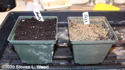 Pots of sage and hosta seed