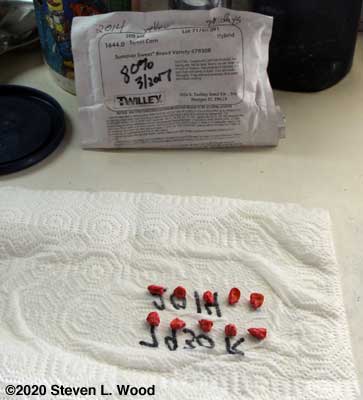 Ten seeds per germination test
