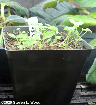 Sage putting on first true leaves