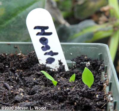 Hosta emerging