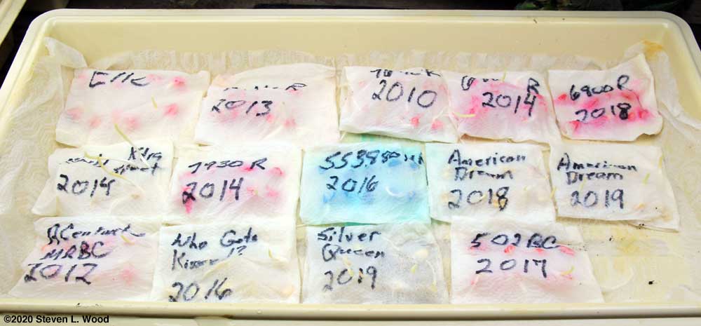 Sweet corn seed germination test