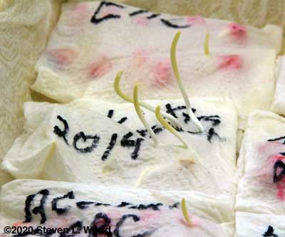 Corn sprouting through paper towel