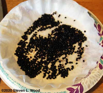 Asparagus seed