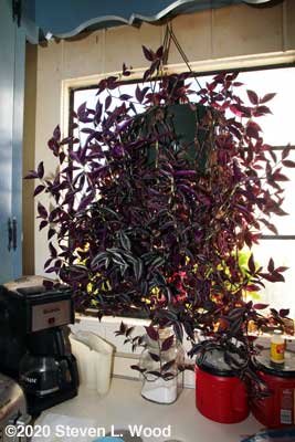Our kitchen Wandering Jew plant