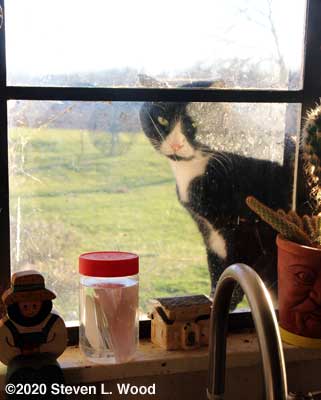 Labels soaking on winowsill