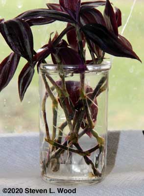 Wandering Jew cuttings rooting in water