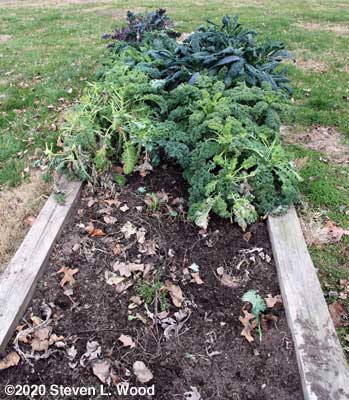 Some good kale remained