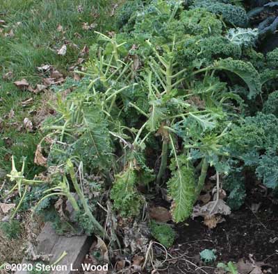 Kale nibbled by deer
