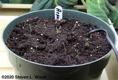 Asparagus shoots coming up