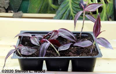 Wandering Jew cuttings in deep sixpack insert