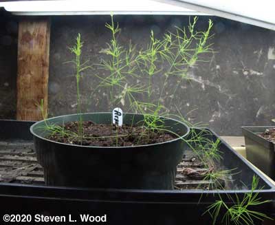 Asparagus transplants under plant lights