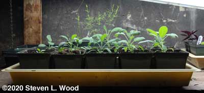 Young sage plants