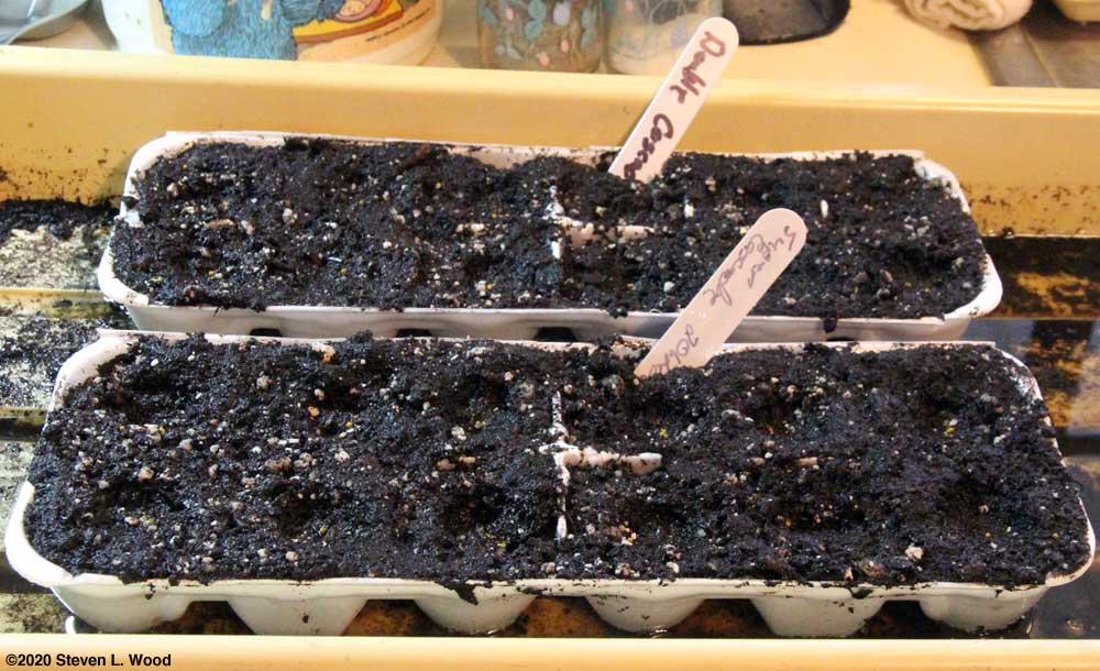 Egg cartons seeded to petunias