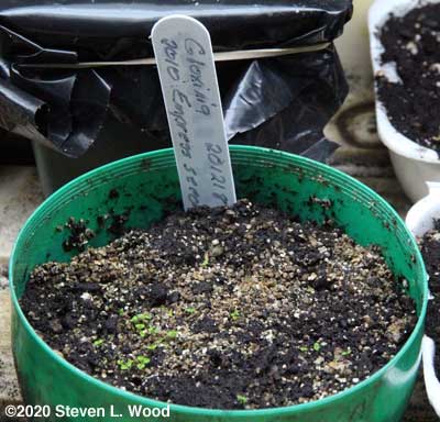 Baby glox in pot