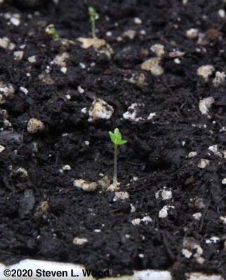 A just germinated petunia