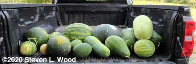Melons for the food bank