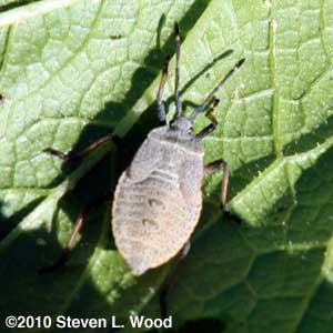 Squash bug