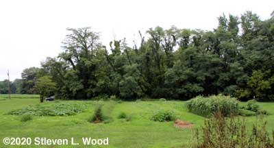 Our East Garden - August 1, 2020