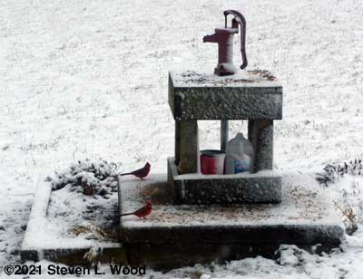 Cardinals at well