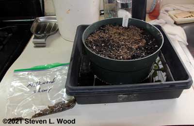 Starting milkweed seed in bulb pan