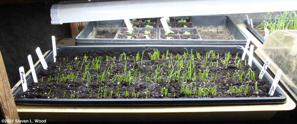 Onions coming up