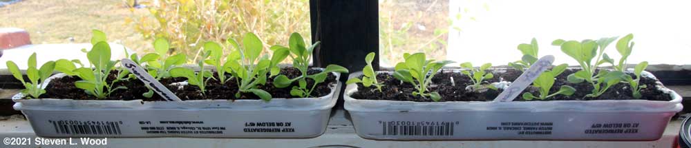 Egg carton petunias in kitchen window