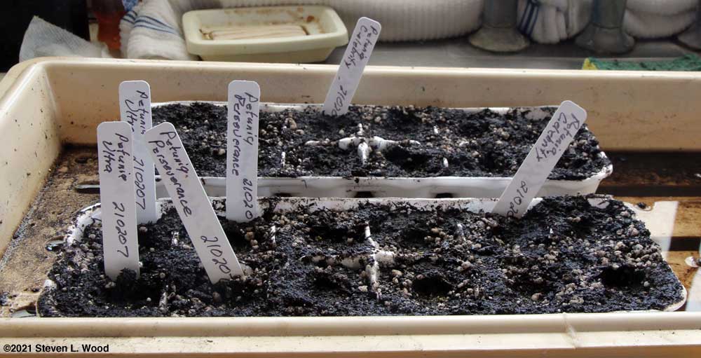 Starting more petunias in egg cartons