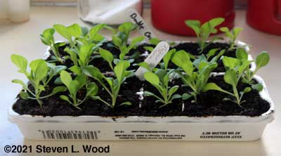 Egg carton petunias ready for larger quarters