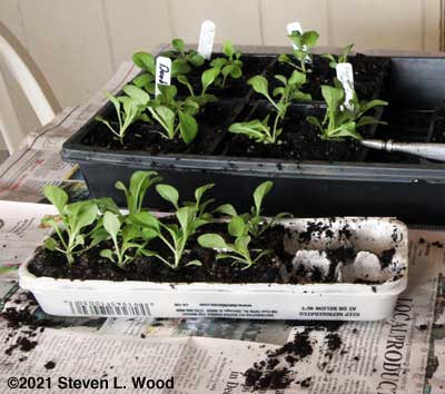 Moving petunias to fourpacks