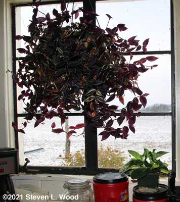 Gloxinia movers to kitchen window