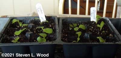 Gloriosa daisies uppotted