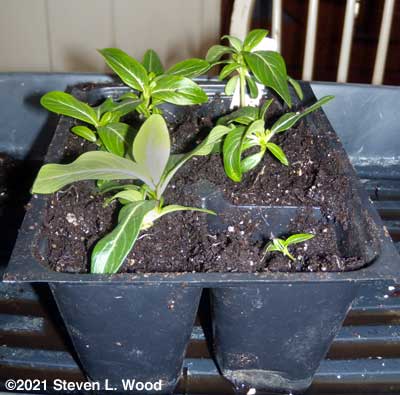 Vinca in sixpack