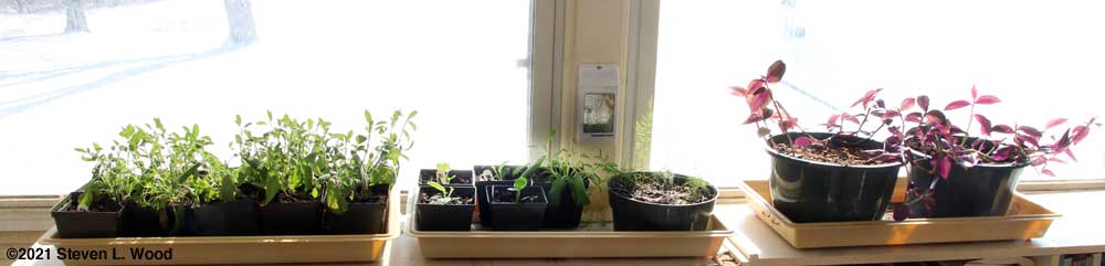Sage, hosta, asparagus and Wandering Jew in our sunroom