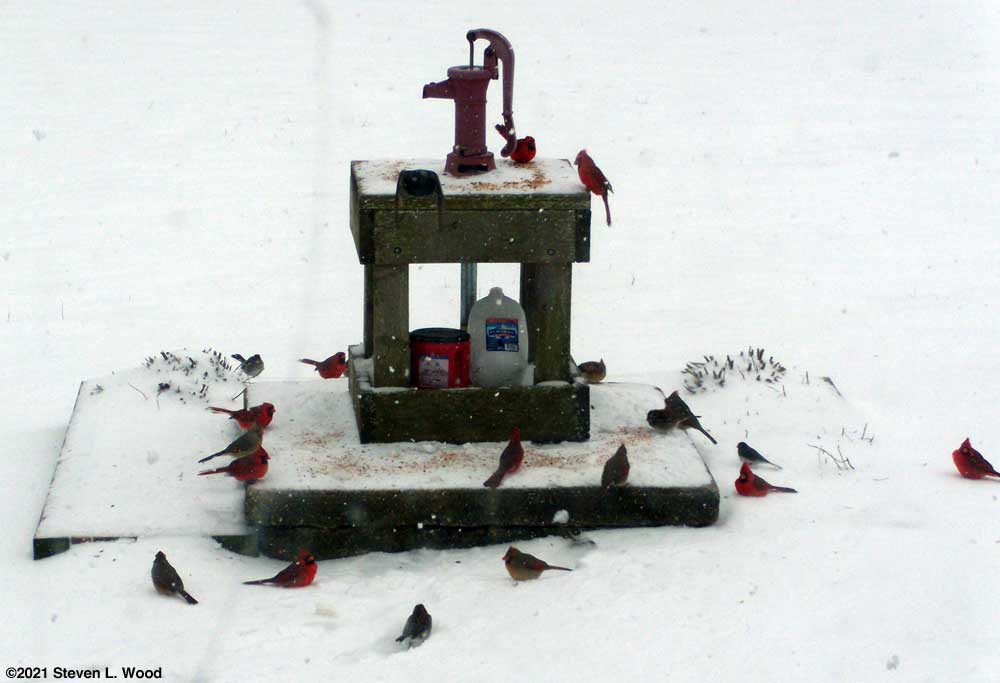 Birds on shallow well