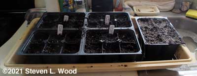 Starting brassicas