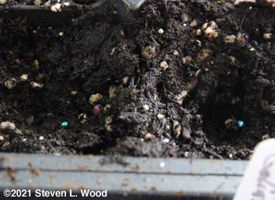 Small, treated (green) broccoli seeds