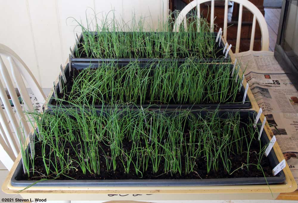 Three trays of onions before trimming